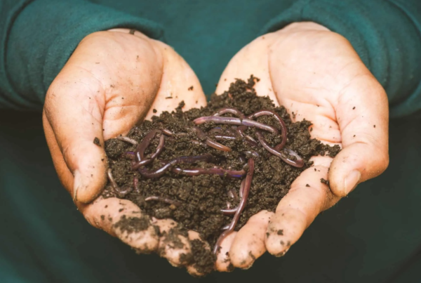 African Night Crawlers